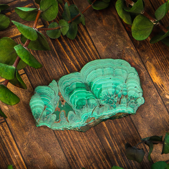 Malachite Polished Slice